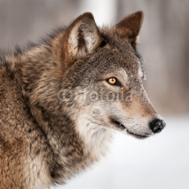 Naklejki Grey Wolf (Canis lupus) Profile