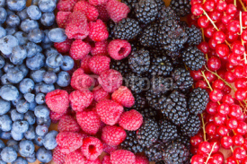 Fototapety rows of  fresh berries on table