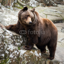 Naklejki Brown Bear standing on a rock