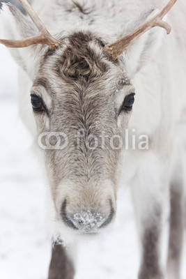 Reindeer portrait