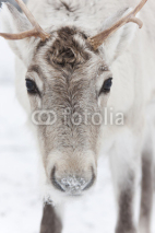 Naklejki Reindeer portrait