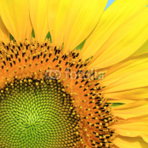 Fototapety Closeup of beautiful sunflower