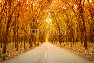 Rubber tree tunnel on the road