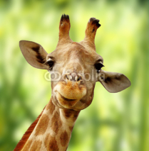 Naklejki Giraffe vor grüner Landschaft