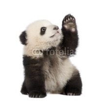Fototapety Giant Panda (6 months) - Ailuropoda melanoleuca