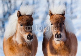 Fototapety Ponies in winter forest