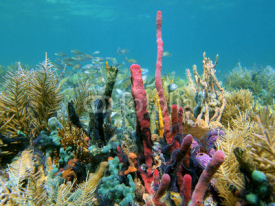 A healthy coral reef with abundant fish