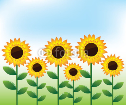 Naklejki Sunflowers landscape background
