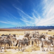 Obrazy i plakaty Zebras