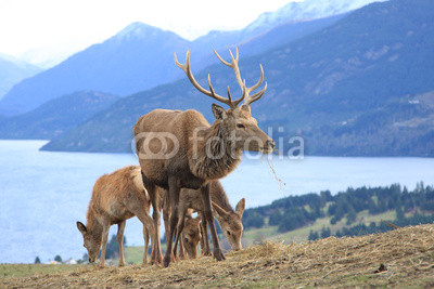 Reindeer grazing above lake and mountains