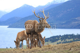 Naklejki Reindeer grazing above lake and mountains