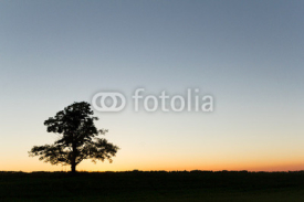 Naklejki Silhouette of a tree at sunset