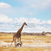Naklejki Giraffe