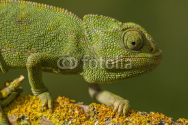 Fototapety Close up view of a cute green chameleon on the wild.