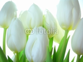 Naklejki Close-up of bunch of white tulips on white background