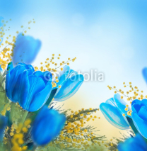 Naklejki Blue tulips with mimosa, spring background