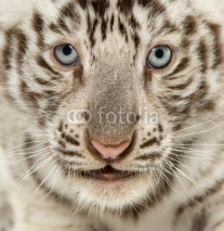 Naklejki Close-up of a White tiger cub, 2 months old
