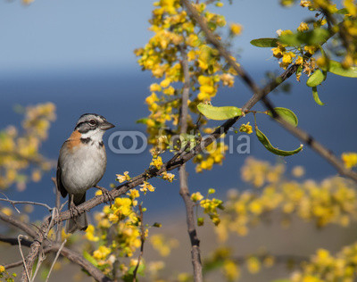 Birds on the yellow blossom