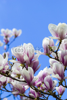 blooming magnoliaceae isolated on blue sky