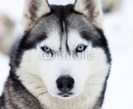 Fototapety Close up on blue eyes of husky