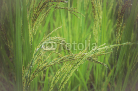 Fototapety ear of rice in green background.