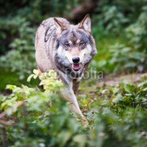 Naklejki Gray/Eurasian wolf (Canis lupus)