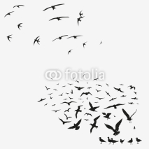 Obrazy i plakaty pack of seagulls and swallows