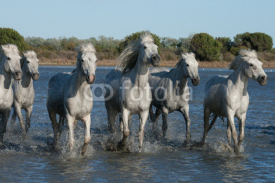 Fototapety running horses