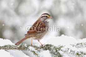 Naklejki Bird In Snow