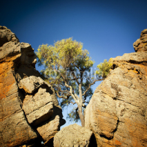 Fototapety Outback Tree