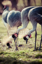 Naklejki Grey Crowned Crane (Balearica regulorum)
