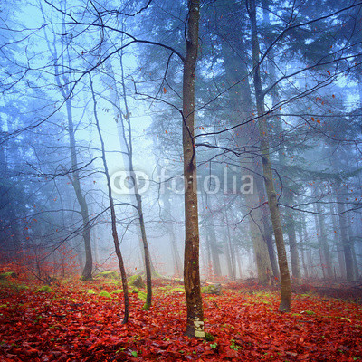 Fantasy autumn forest