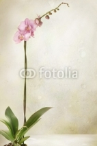 Naklejki Beautiful Orchid border