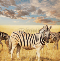 Fototapety Zebra