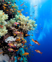 Naklejki Photo of coral colony