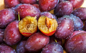 Naklejki Zwetschgen-Prunus domestica