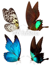 Naklejki butterfly macro background