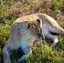 Fototapety Lion