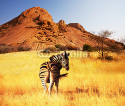 Fototapety Zebra