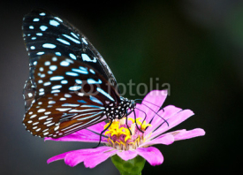 Naklejki Butterfly and a flower