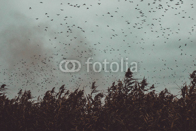 bunch of Birds flying close to cane in a dark sky- vintage style black and white