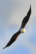 Fototapety African fish eagle (Haliaeetus vociferoides)