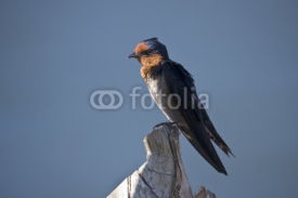 Obrazy i plakaty close-up of  Pacific swallow bird isolated in blue sky