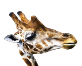 Naklejki Giraffe isolated