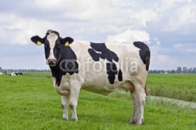Naklejki milk cow