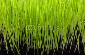 Fototapety Green grass