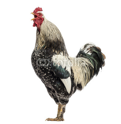 Side view of a Brahma rooster crowing, isolated on white
