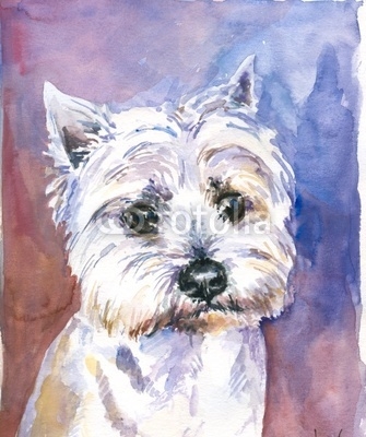 Maltese dog watercolor painted