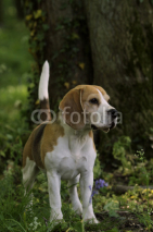 Naklejki beagle