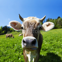 Fototapety Kuh auf der Alm